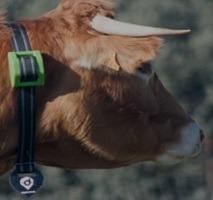 sigfox Device Livestock Tracking